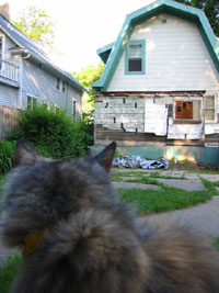 cat looks at house