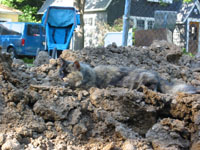 cat in dirt