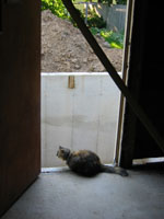 cat in doorway