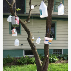 1-gallon jugs and buckets hanging from tree