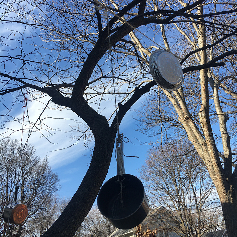 pans hanging from tree