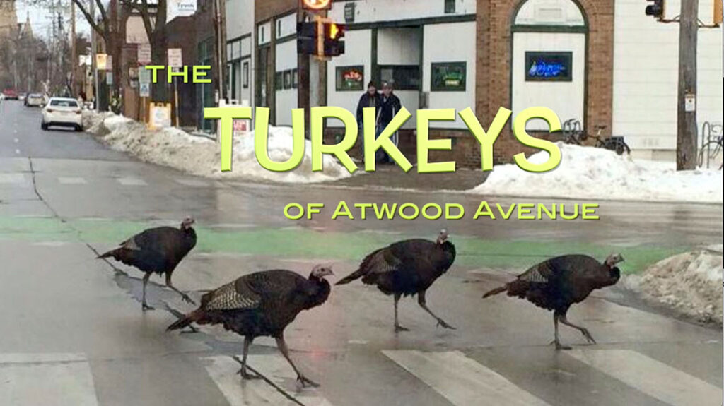 Wild Turkeys on Atwood Avenue in Madison Wisconsin in film by Gretta Wing Miller to be shown at 53704 Frame by Frame Film Festival.